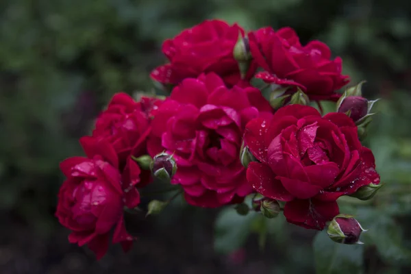 Närbild Rosa Rosor Med Dagg Kronblad — Stockfoto