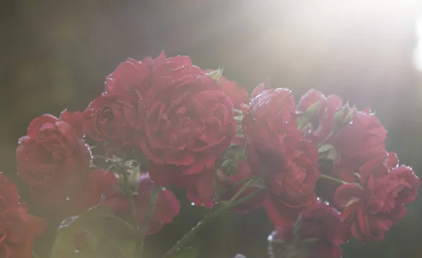 Primer Plano Rosas Rosadas Con Rocío Sobre Pétalos — Foto de Stock