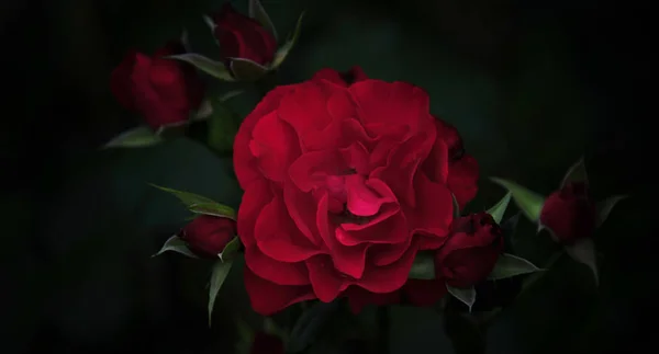 Nahaufnahme Von Roten Rosen Und Knospen Mit Tau Auf Blütenblättern — Stockfoto