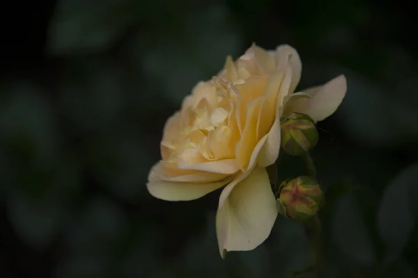 Primer Plano Rosa Amarilla Brotes Con Rocío Sobre Pétalos — Foto de Stock