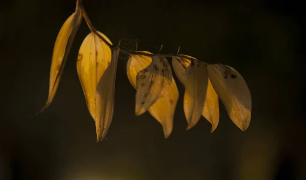 Nahaufnahme Von Herbstblättern Auf Verschwommenem Hintergrund — Stockfoto