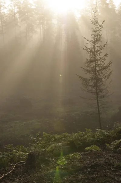 Güneş ışınları ile sisli orman