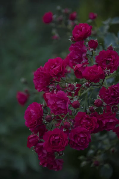 Nahaufnahme Von Rosa Rosen Mit Tau Auf Blütenblättern — Stockfoto