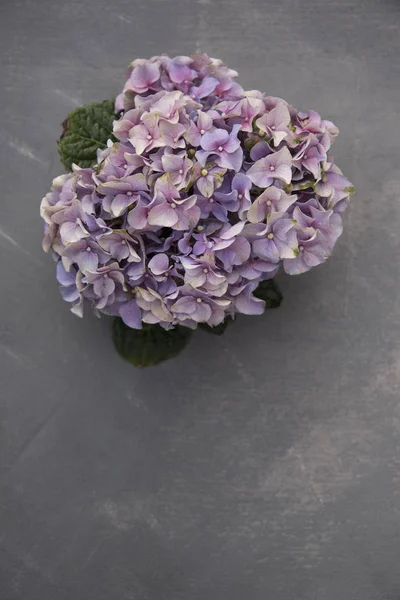 Floral composition of purple hydrangea flowers on shabby grey background