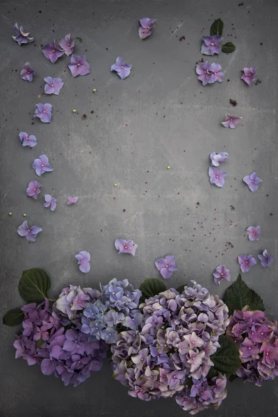 Virág Hortenzia Virágok Szürke Háttér Sablon — Stock Fotó