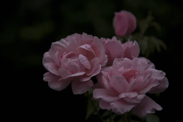 Nahaufnahme Von Rosa Rosen Mit Tau Auf Blütenblättern — Stockfoto