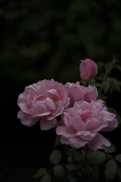 Primer Plano Rosas Rosadas Con Rocío Sobre Pétalos —  Fotos de Stock