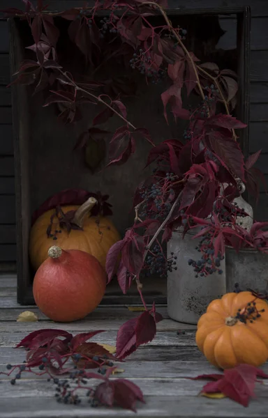 Herbsternte Mit Kürbissen — Stockfoto