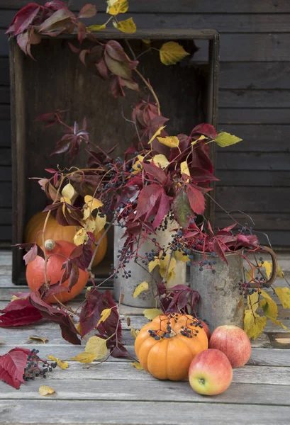 Récolte Automnale Aux Citrouilles — Photo