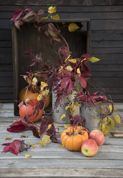 Autumnal Harvest Pumpkins — Stock Photo, Image