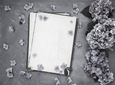 Ortanca çiçek gri arka plan üzerinde olan eski kağıt sayfası