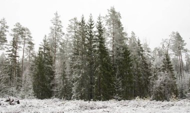 Karlı ormanı'nın panoramik görünüm
