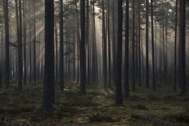 Güneş ışınları ve sis sisli orman