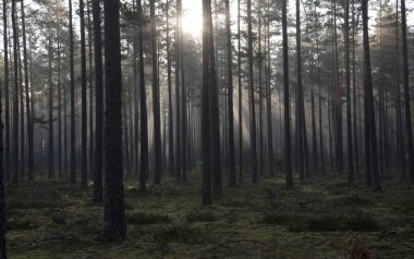 Güneş ışınları ile sisli orman