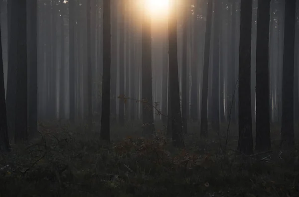 Dimmig Skog Med Solstrålar Och Dimma — Stockfoto