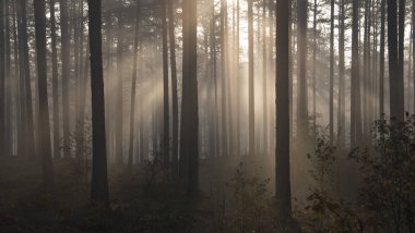 Güneş ışınları ile sisli orman