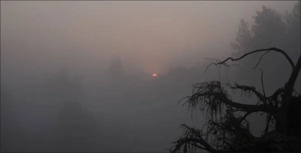 Tree Silhouettes Mystery Fog — Stock Photo, Image