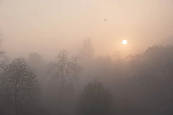 Tree Silhouettes Mystery Fog — Stock Photo, Image