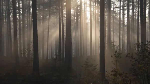 Nebelwald Mit Sonnenstrahlen — Stockfoto