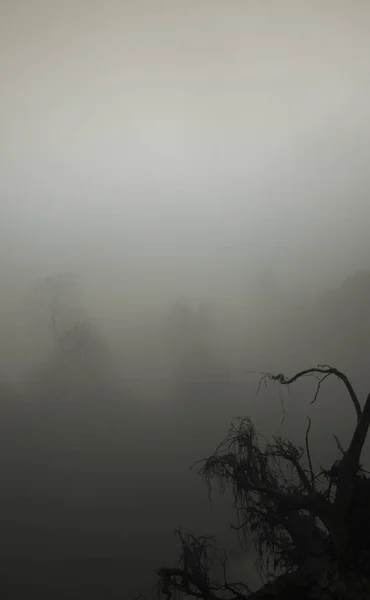 stock image Tree silhouettes in mystery fog 