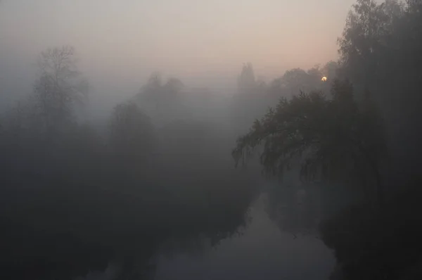 Tree Silhouettes Mystery Fog — Stock Photo, Image