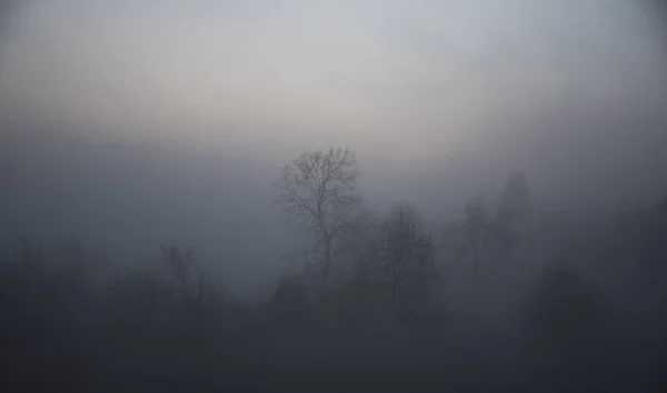 Tree Silhouettes Mystery Fog — Stock Photo, Image