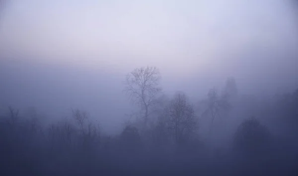 Tree Silhouettes Mystery Fog — Stock Photo, Image