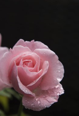 gül yaprakları üzerinde çiğ kafayla, yakın çekim 