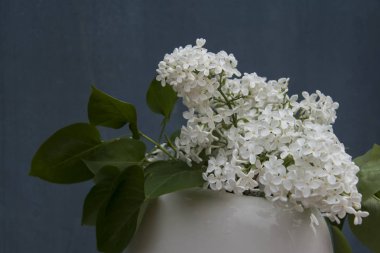 gri arka plan üzerinde beyaz vazoda renkli eflatun çiçekler