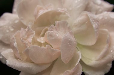 gül yaprakları üzerinde çiğ kafayla, yakın çekim 