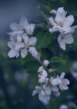 bulanık arka plan üzerinde beyaz çiçek yakın çekim