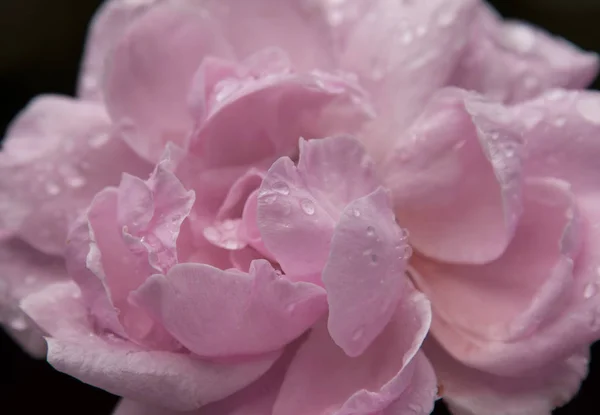 Primer Plano Cabeza Rosa Con Rocío Sobre Pétalos — Foto de Stock