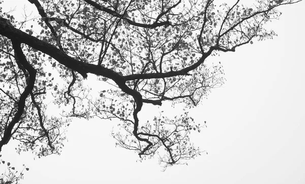 Верхній Силует Дерева Фоні Хмарного Неба — стокове фото