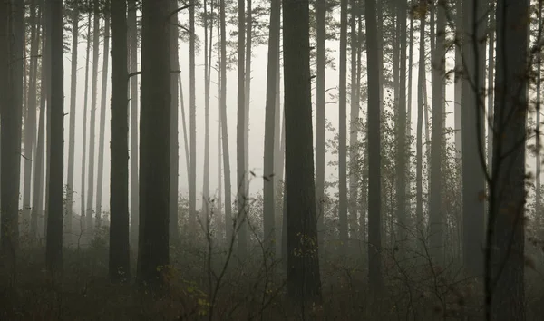 Bosque Brumoso Con Rayos Sol Niebla — Foto de Stock