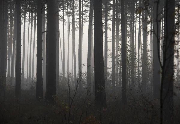 Mistige Bos Met Zonnestralen Mist — Stockfoto