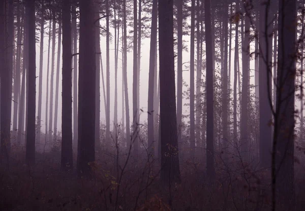 Bosque Brumoso Con Rayos Sol Niebla — Foto de Stock