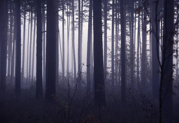 Bosque Brumoso Con Rayos Sol Niebla — Foto de Stock