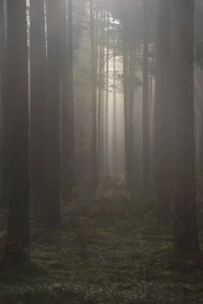 Foggy Forest Sunbeams Fog — Stock Photo, Image