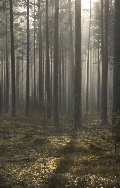 Bosque Brumoso Con Rayos Sol Niebla — Foto de Stock