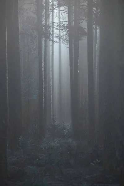 Nebelwald Mit Sonnenstrahlen Und Nebel — Stockfoto