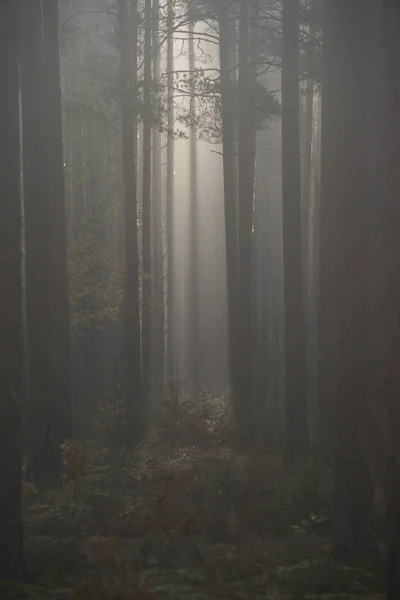 Nebelwald Mit Sonnenstrahlen Und Nebel — Stockfoto