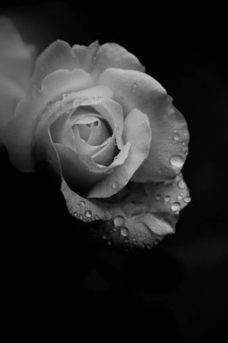 gül yaprakları üzerinde çiğ kafayla, yakın çekim 