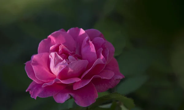 Nahaufnahme Von Rosenkopf Mit Tau Auf Blütenblättern — Stockfoto