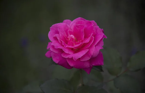 花弁の朝露ローズ ヘッドのクローズ アップ — ストック写真