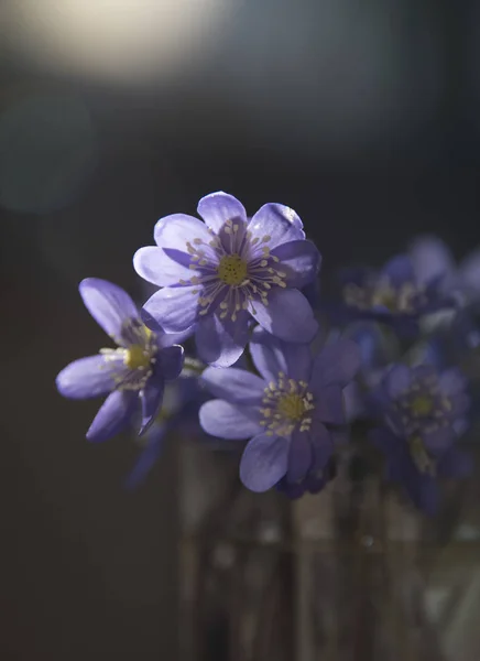 Kék Virágot Homályos Háttérrel Közelről — Stock Fotó