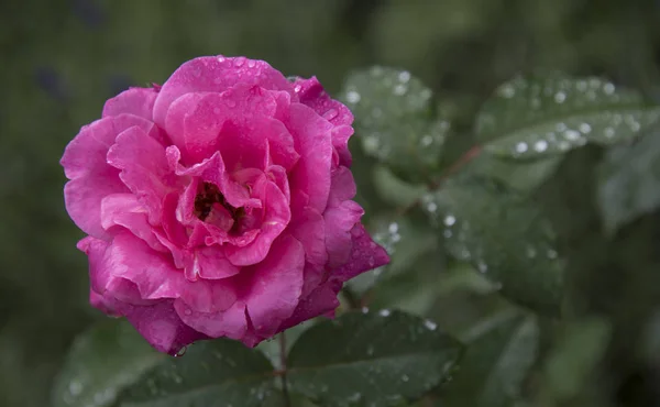 Primer Plano Cabeza Rosa Con Rocío Sobre Pétalos — Foto de Stock