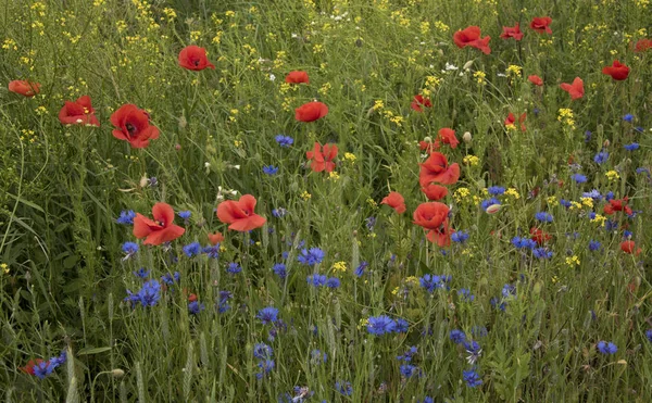 Cornflowers — 스톡 사진