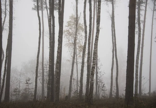 Foggy Mystery Forest Background — Stock Photo, Image