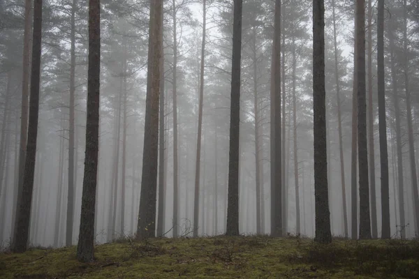 Bosque Misterioso Brumoso Como Fondo —  Fotos de Stock