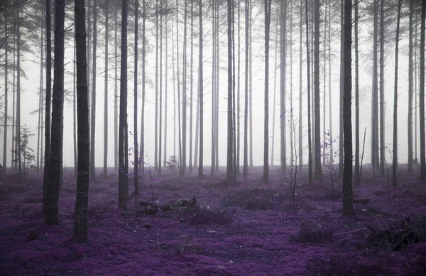 Mistige Mysterie Forest Als Achtergrond — Stockfoto